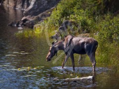 Moose